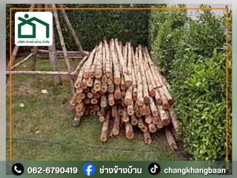 จำหน่ายไม้ยูคา