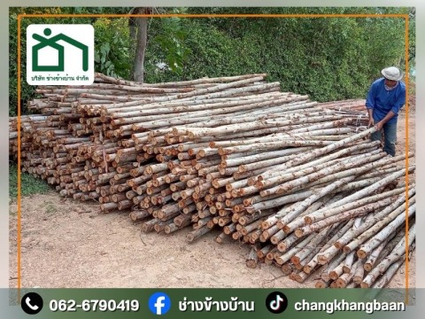 ไม้ยูคา
